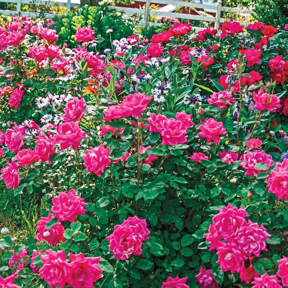 Shrub Rose Pink Double Knock Out®