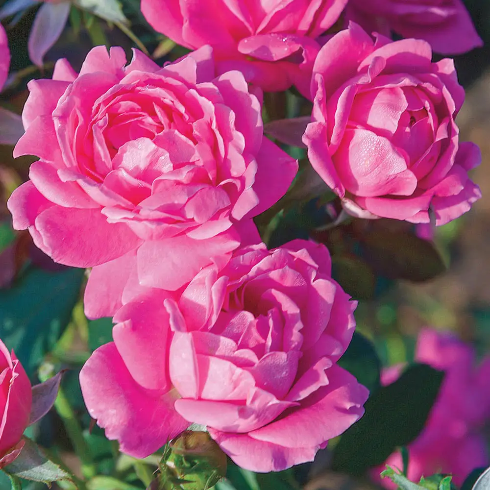 Shrub Rose Pink Double Knock Out® - Image 2