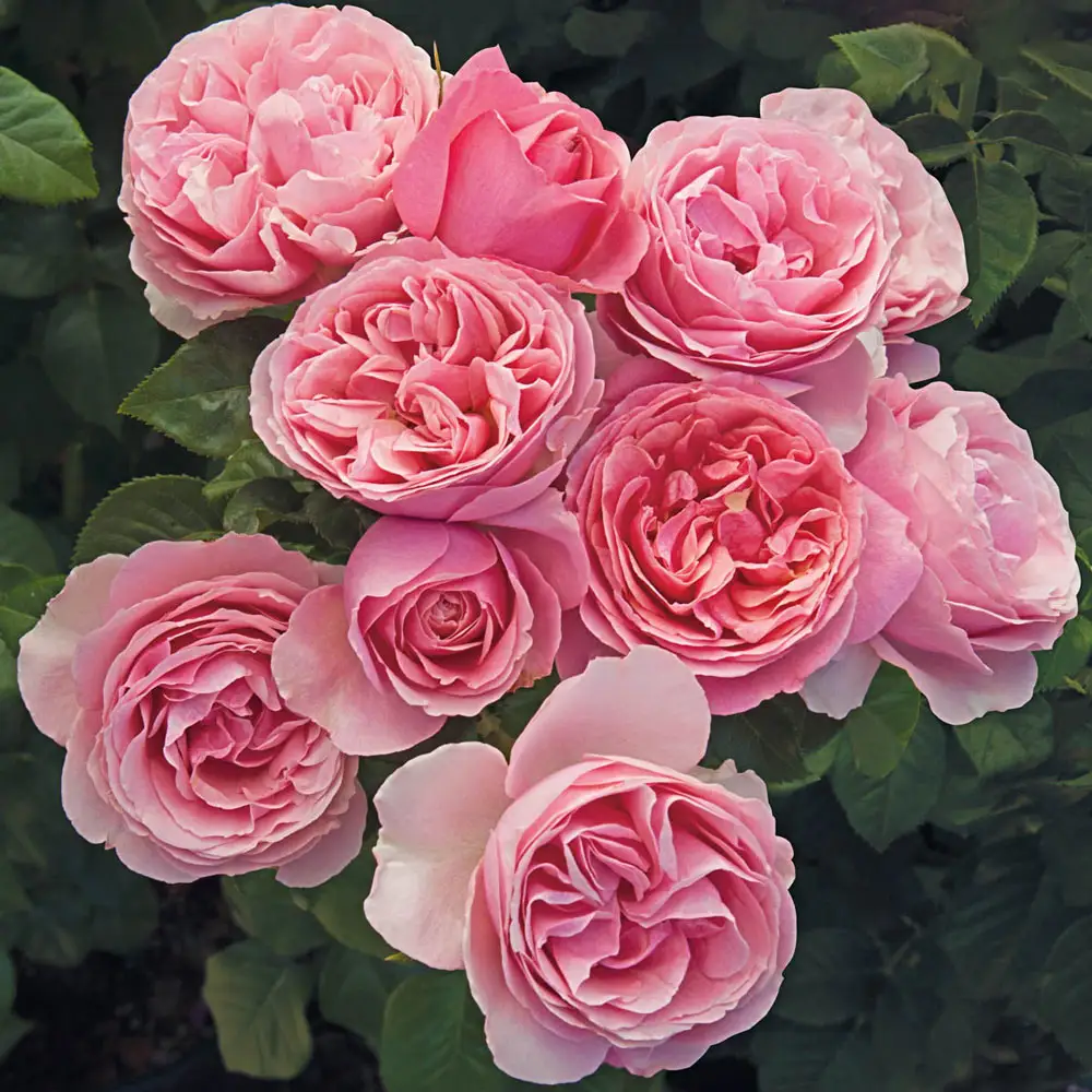 Rose Tree All Dressed Up™ - Image 2