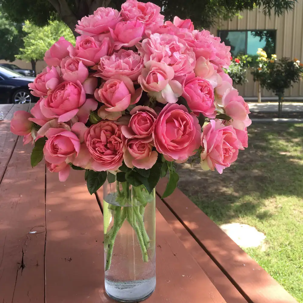 Rose Tree All Dressed Up™ - Image 3