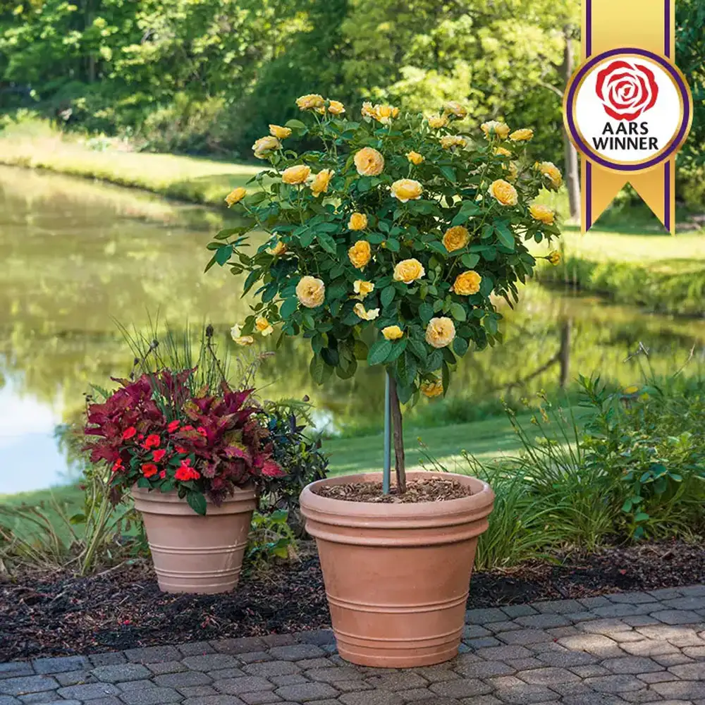 36" Tree Rose Julia Child