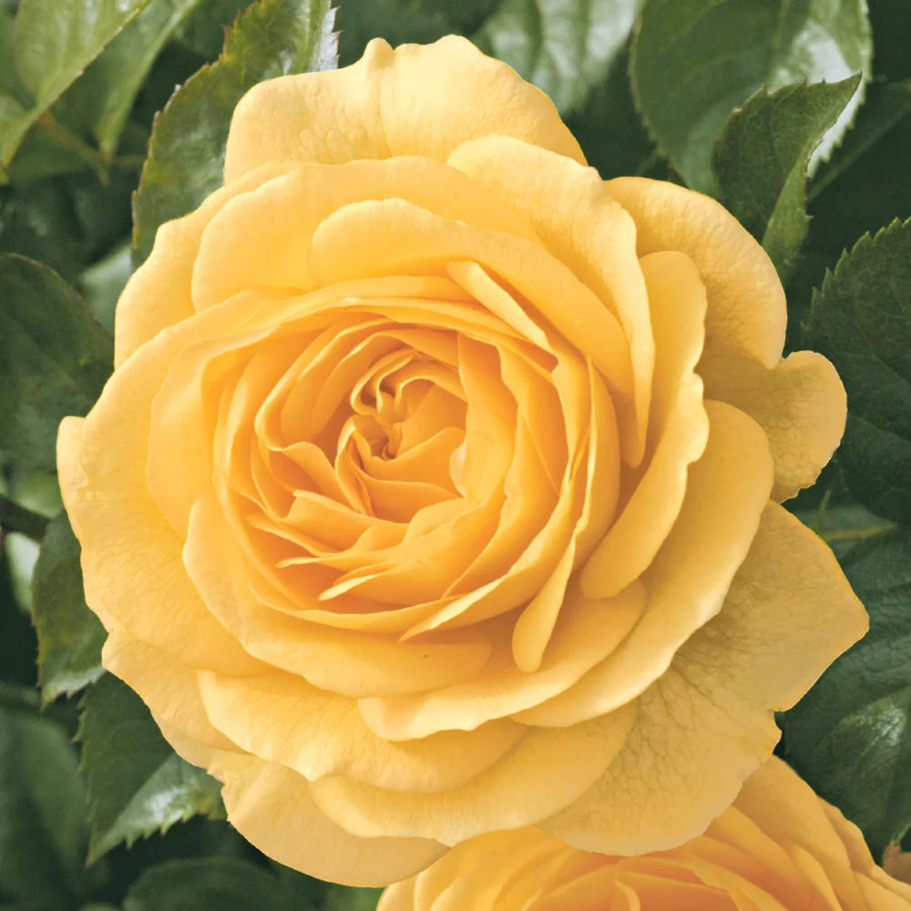 36" Tree Rose Julia Child - Image 6
