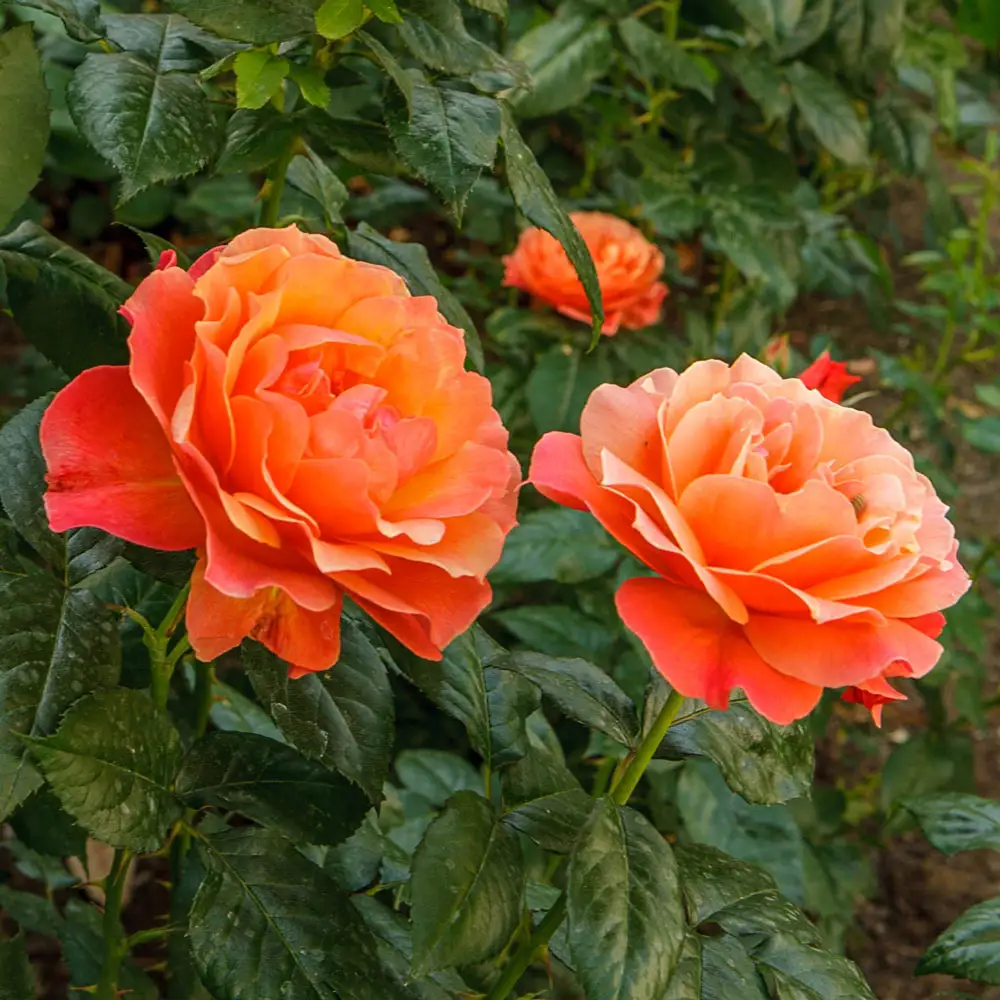 24" Tree Rose Livin' Easy® - Image 2