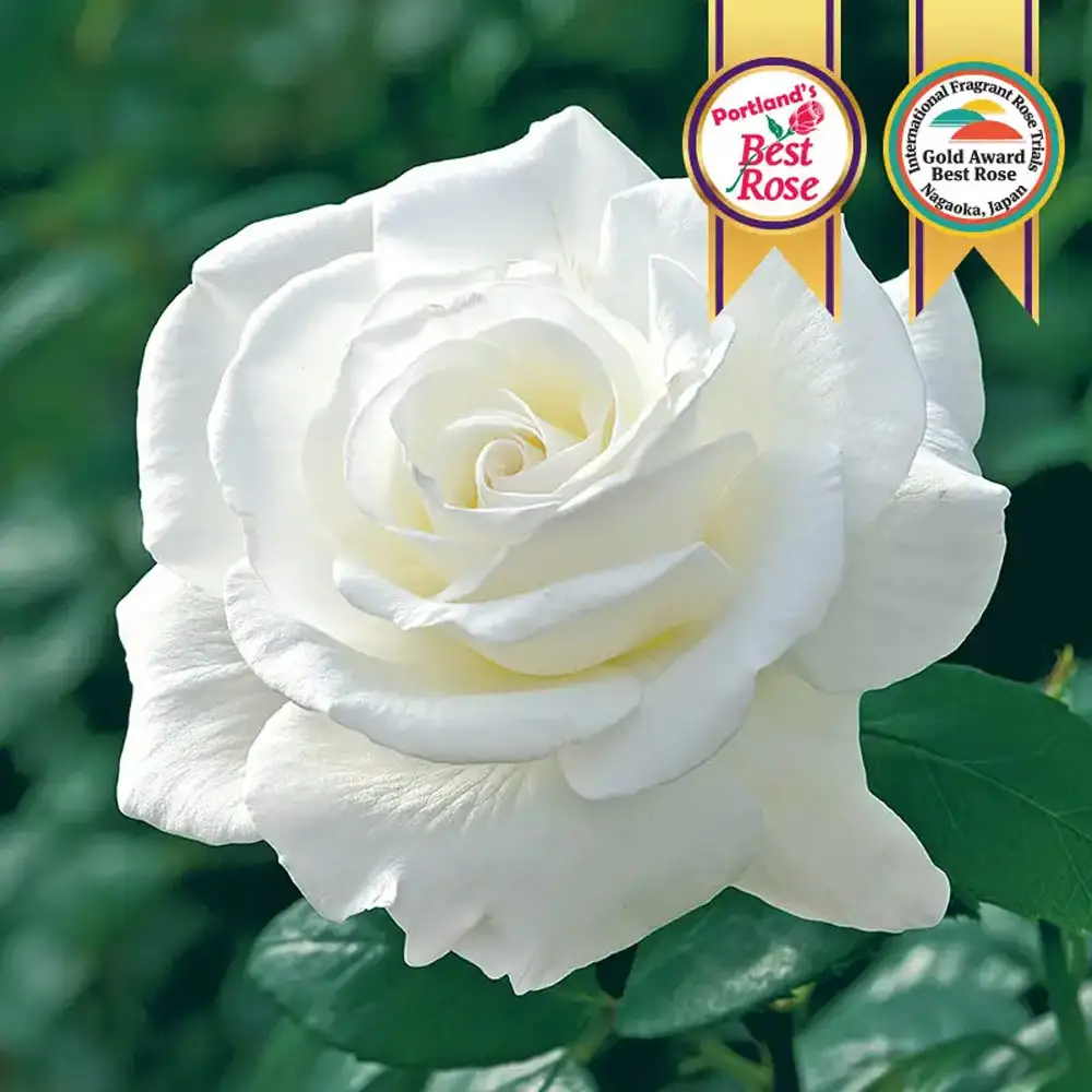 Rose Tree Sugar Moon®