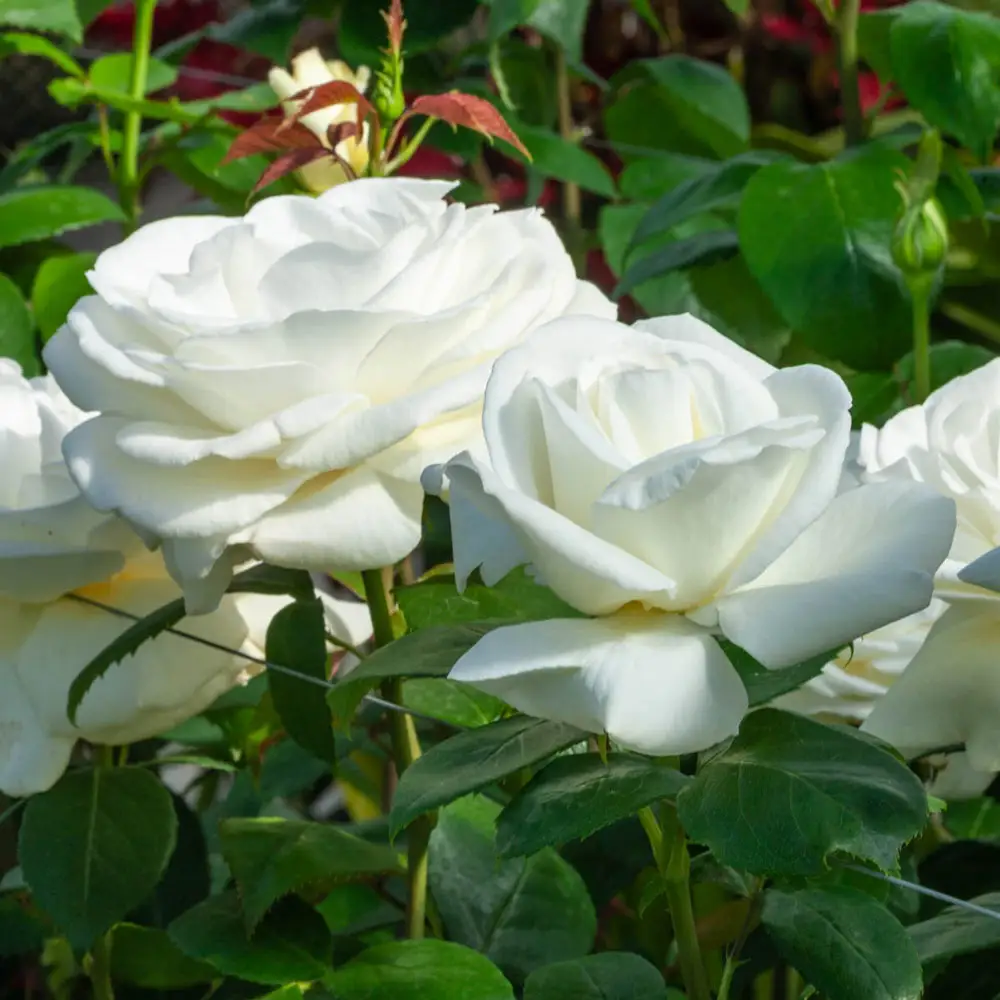 Rose Tree Sugar Moon® - Image 3