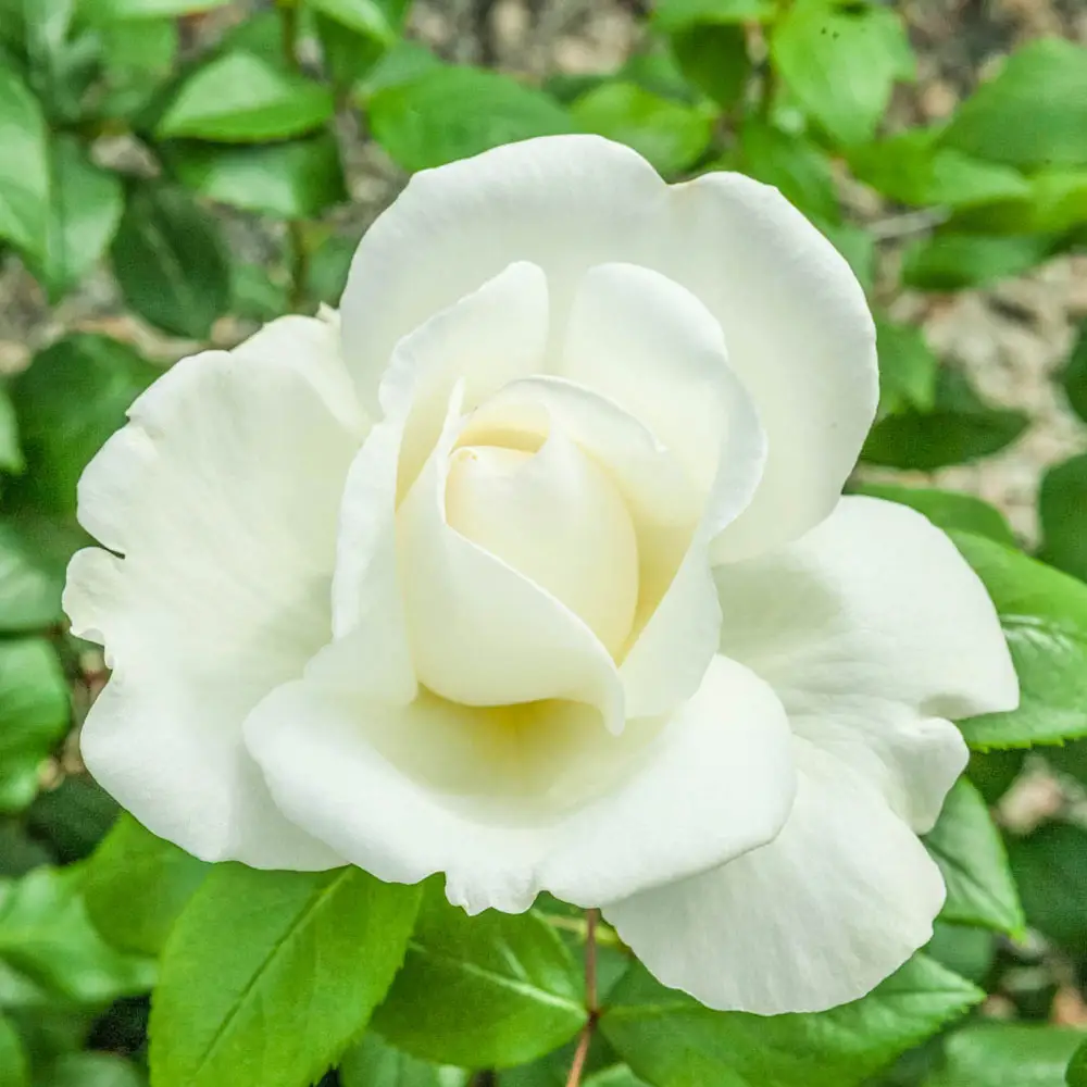 Rose Tree Sugar Moon® - Image 4
