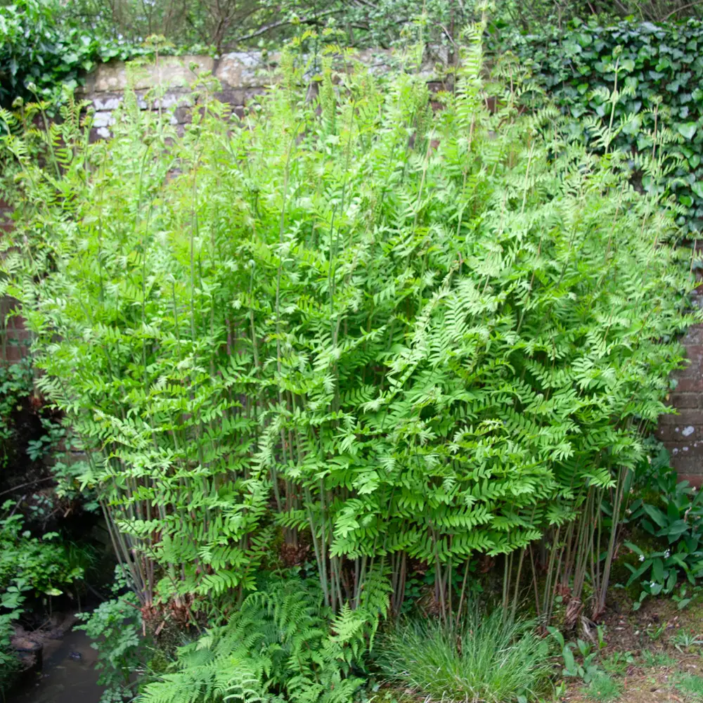 Royal Fern - Image 4