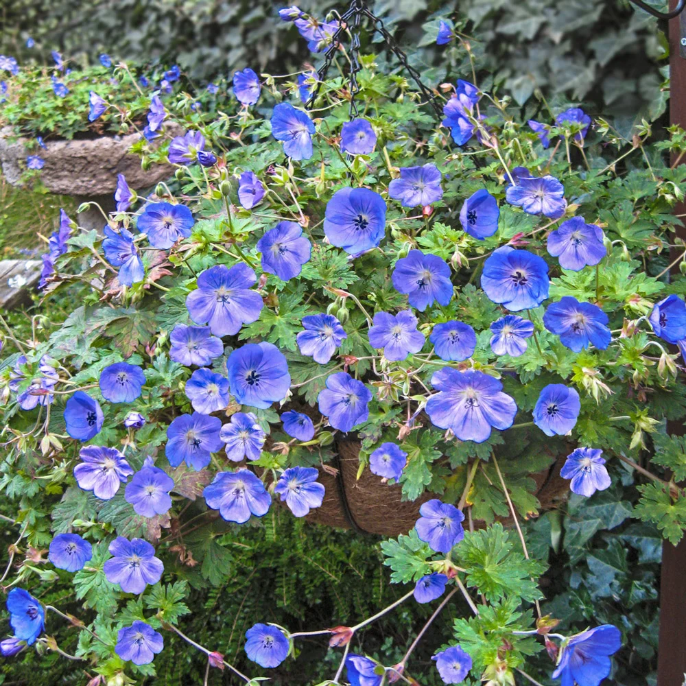 Hardy Geranium Rozanne