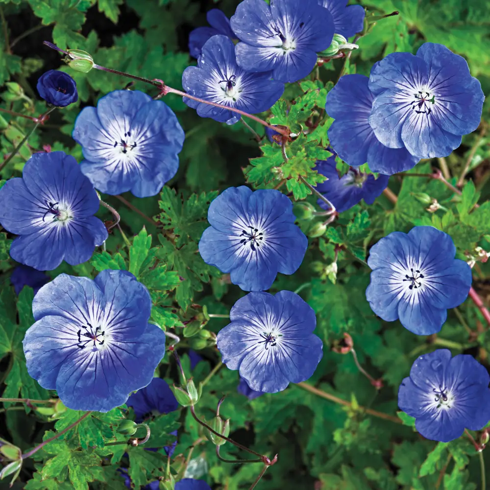 Hardy Geranium Rozanne - Image 3