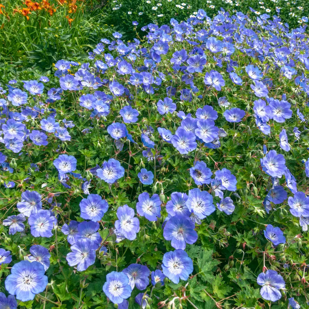 Hardy Geranium Rozanne - Image 4