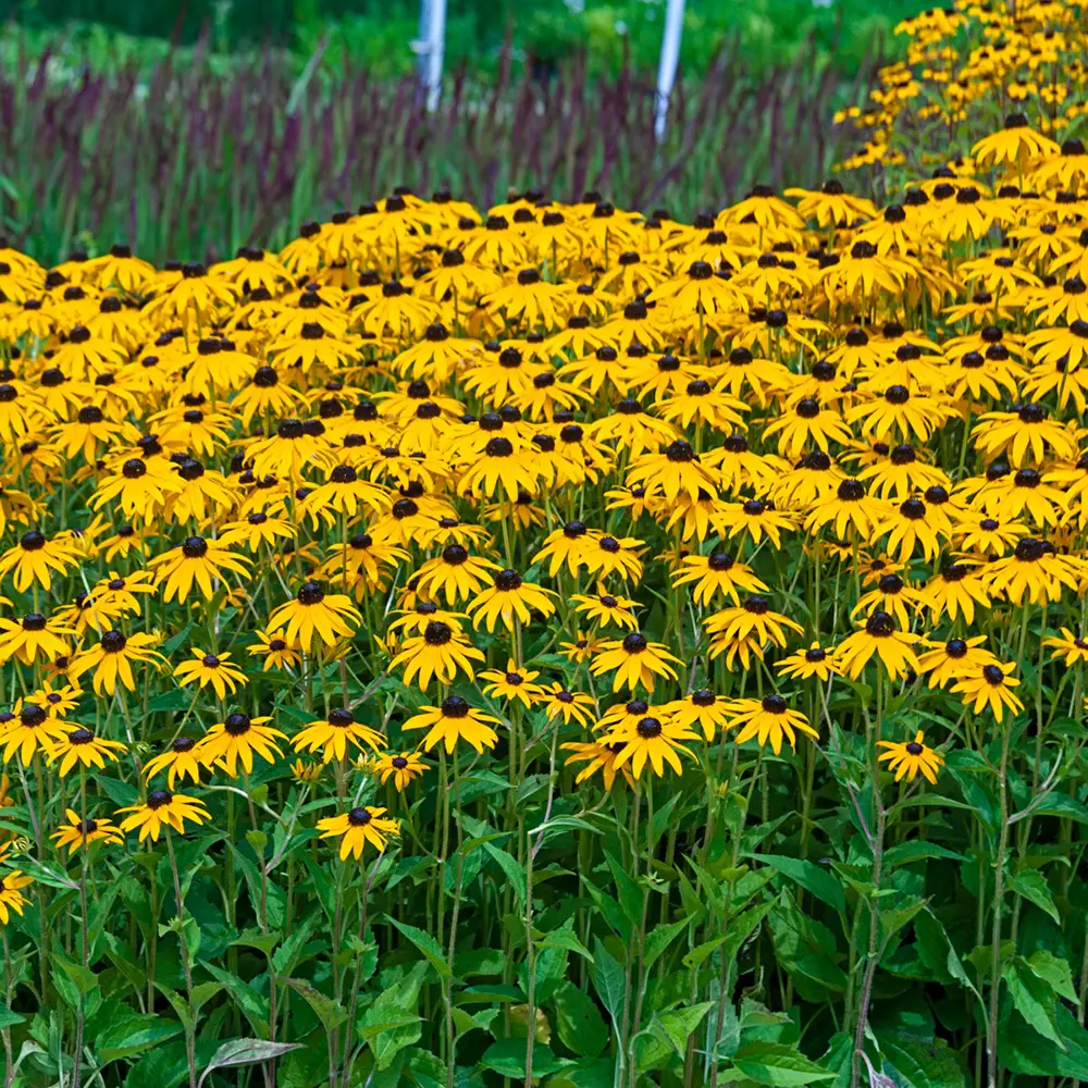 Black-Eyed Susan