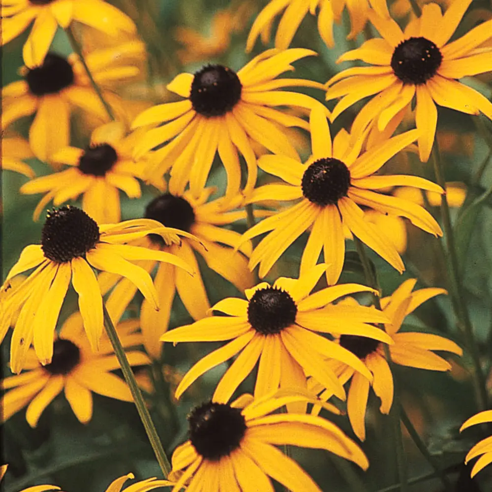 Black-Eyed Susan - Image 4