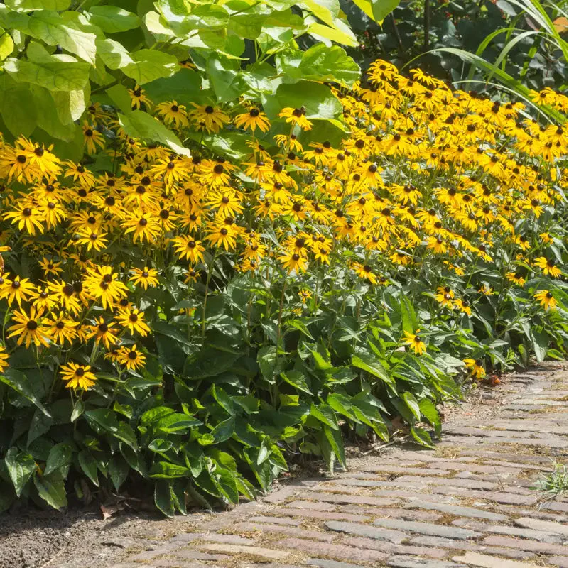 Black-Eyed Susan - Image 5