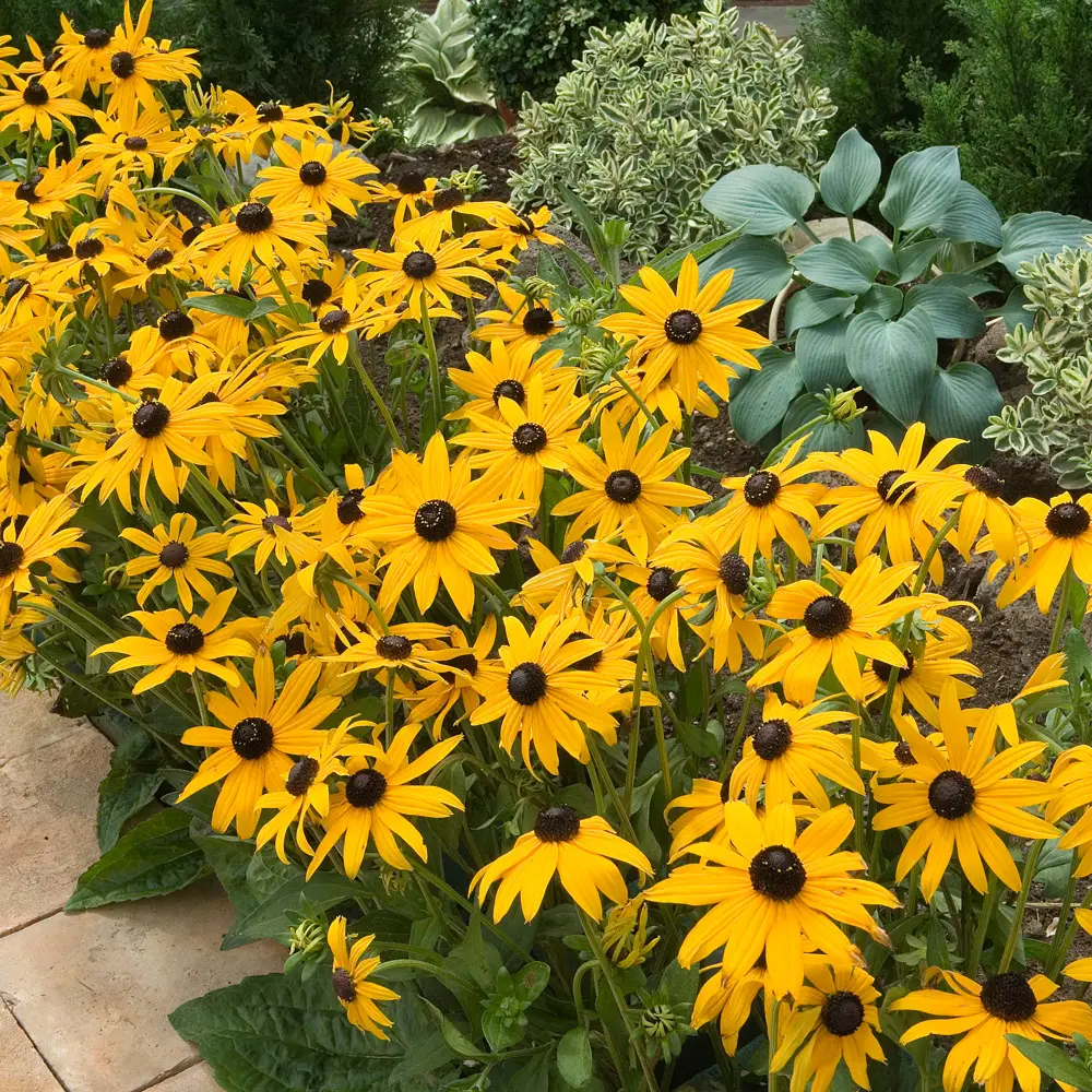 Black-Eyed Susan - Image 6