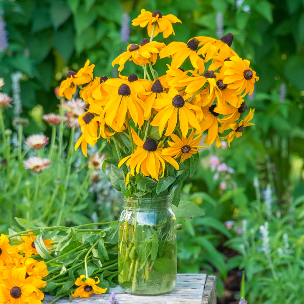 Black-Eyed Susan - Image 7