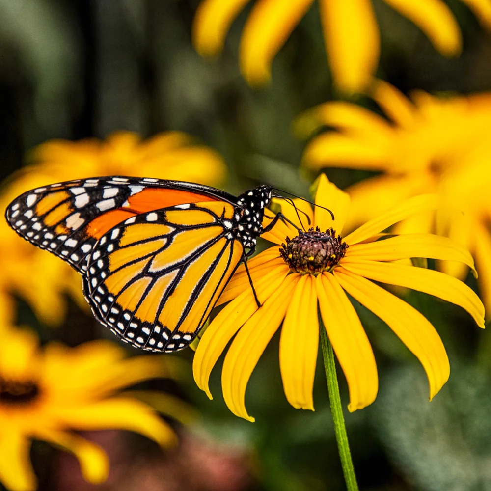 Black-Eyed Susan - Image 8