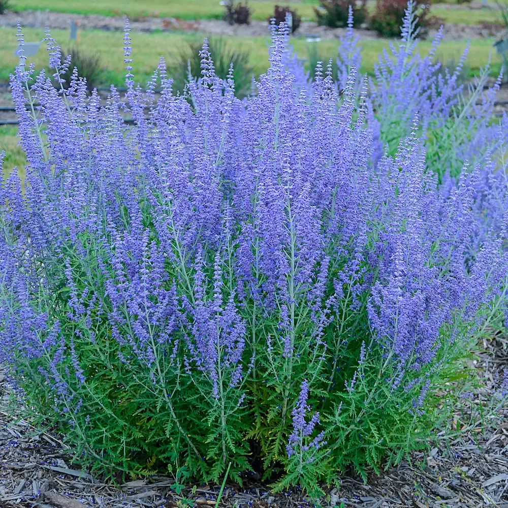 Russian Sage Denim 'n Lace - Image 2