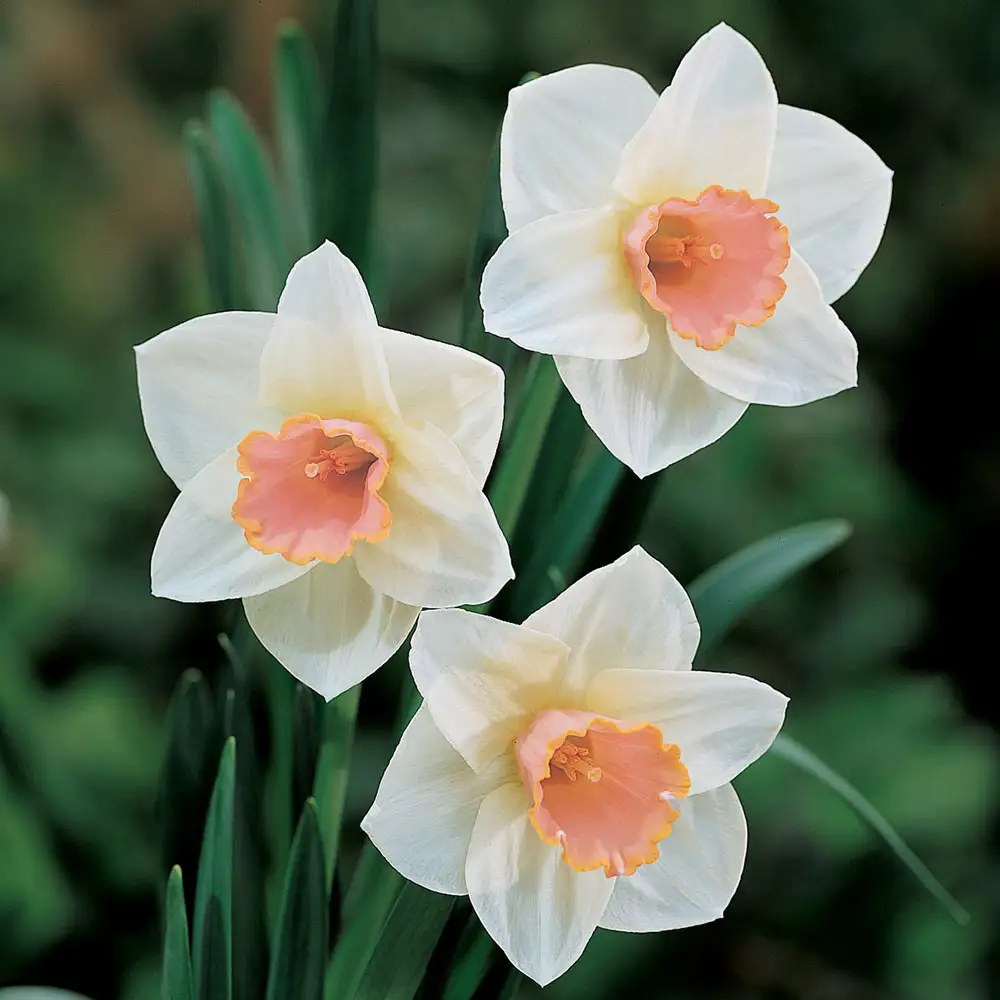 Large Cupped Daffodil Salome
