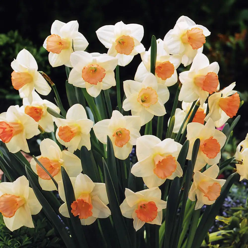 Large Cupped Daffodil Salome - Image 2