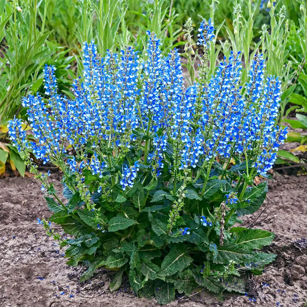 Salvia Azure Snow - Image 2
