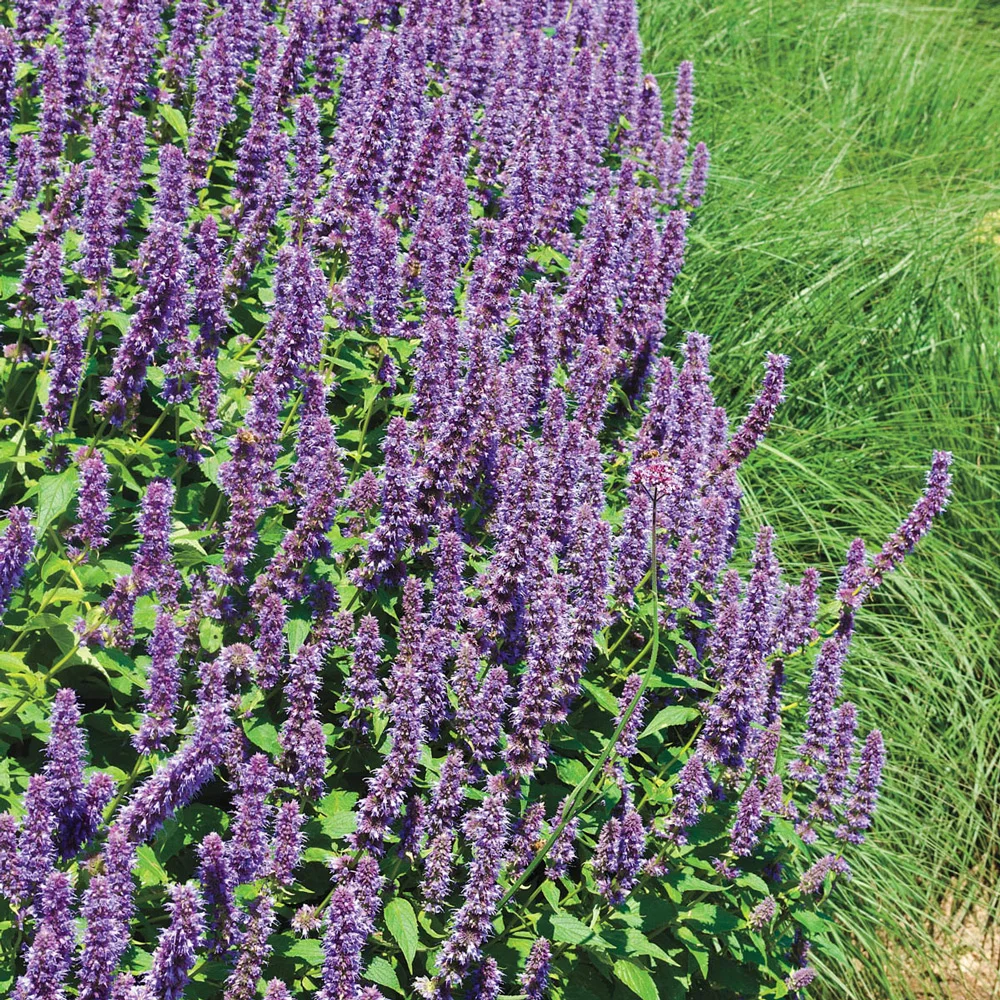 Salvia nemorosa May Night (Sage) - Image 4