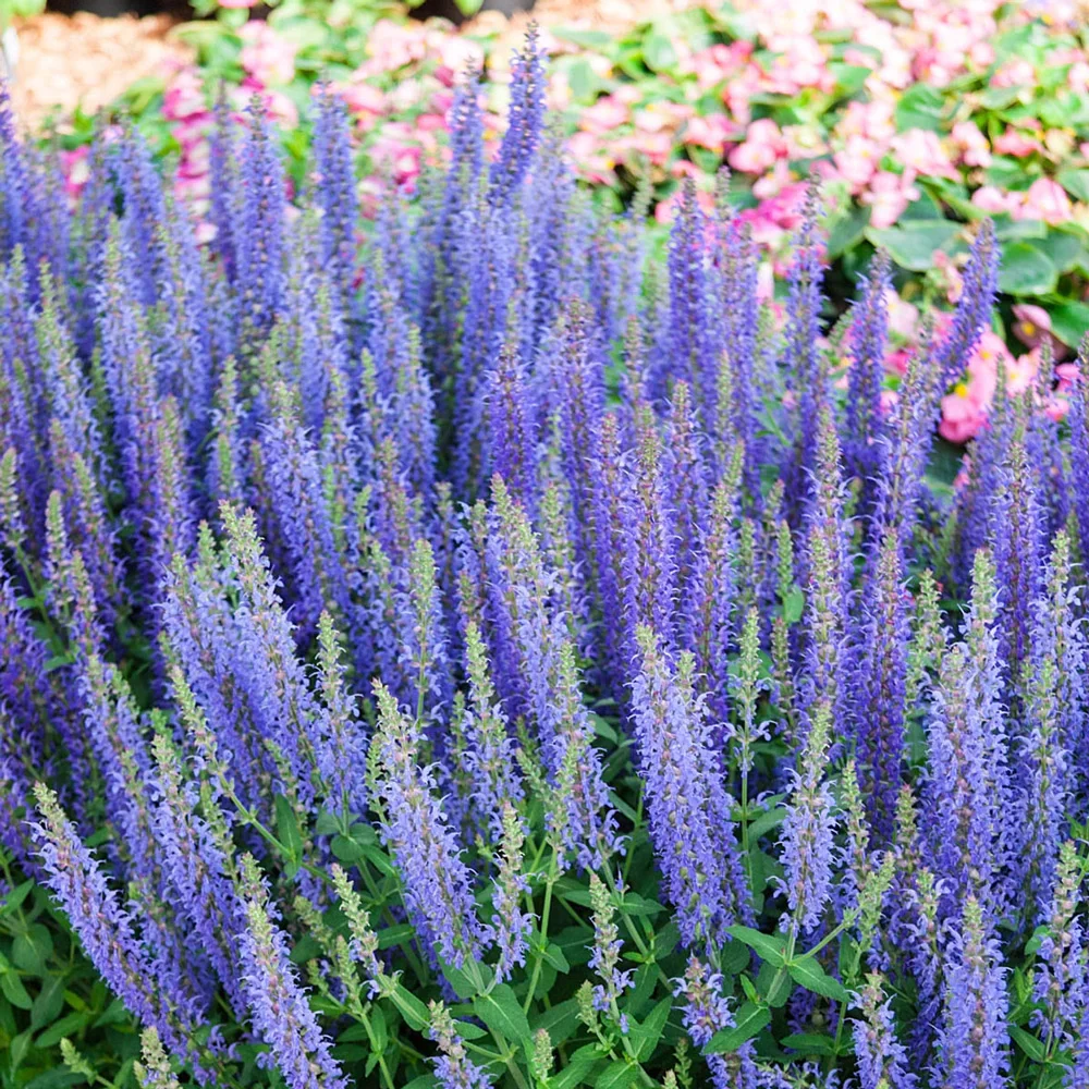 Salvia nemorosa May Night (Sage) - Image 5