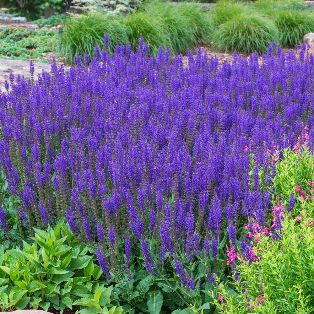 Salvia nemorosa May Night (Sage) - Image 7