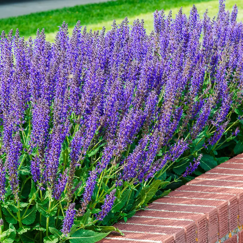 Salvia nemorosa May Night (Sage) - Image 8