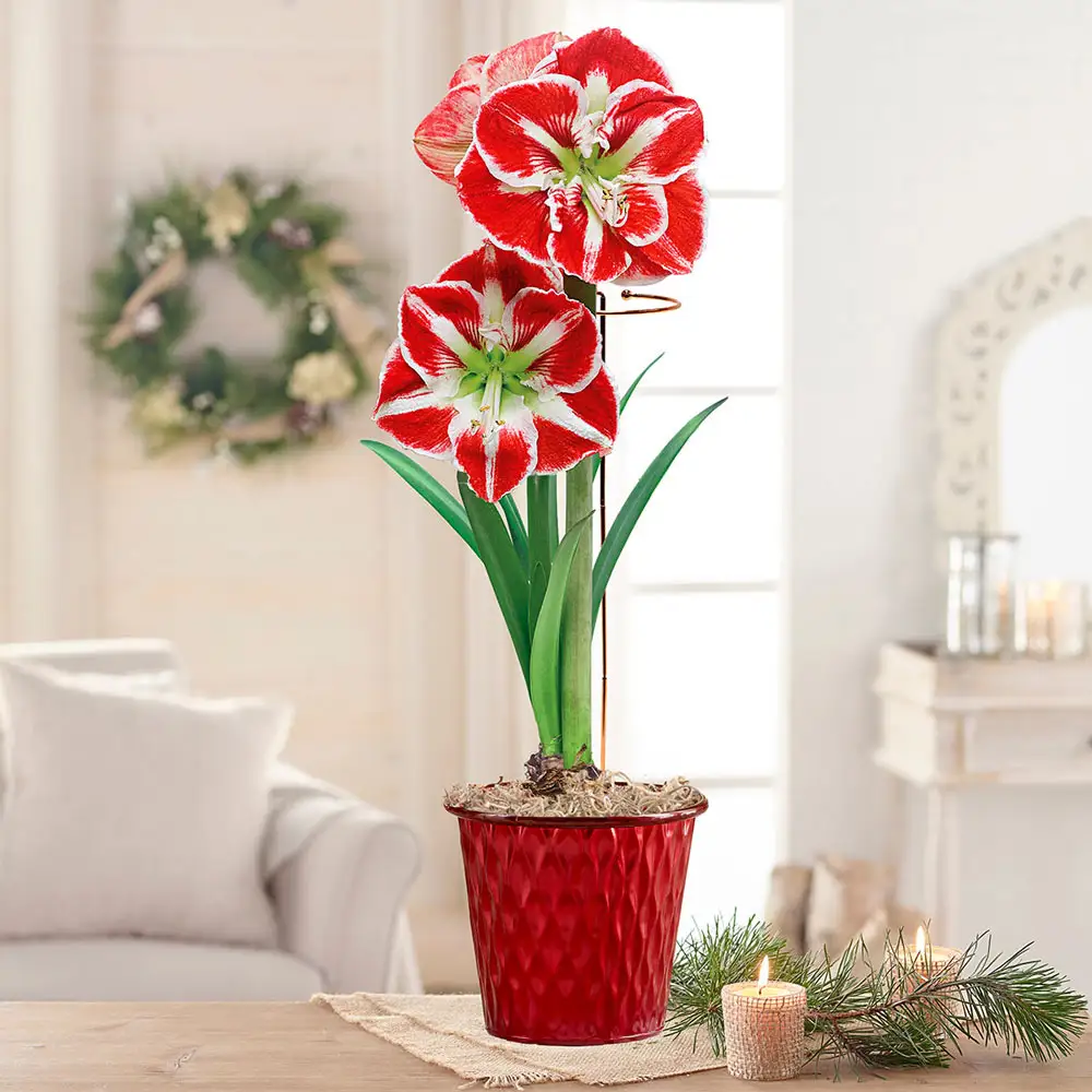 Amaryllis Samba - Image 2