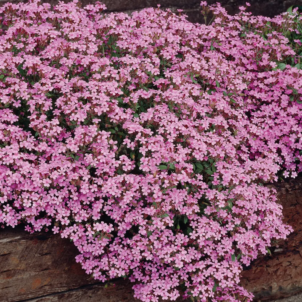 Saponaria ocymoides (Cote d'Azur Pinks) - Image 6
