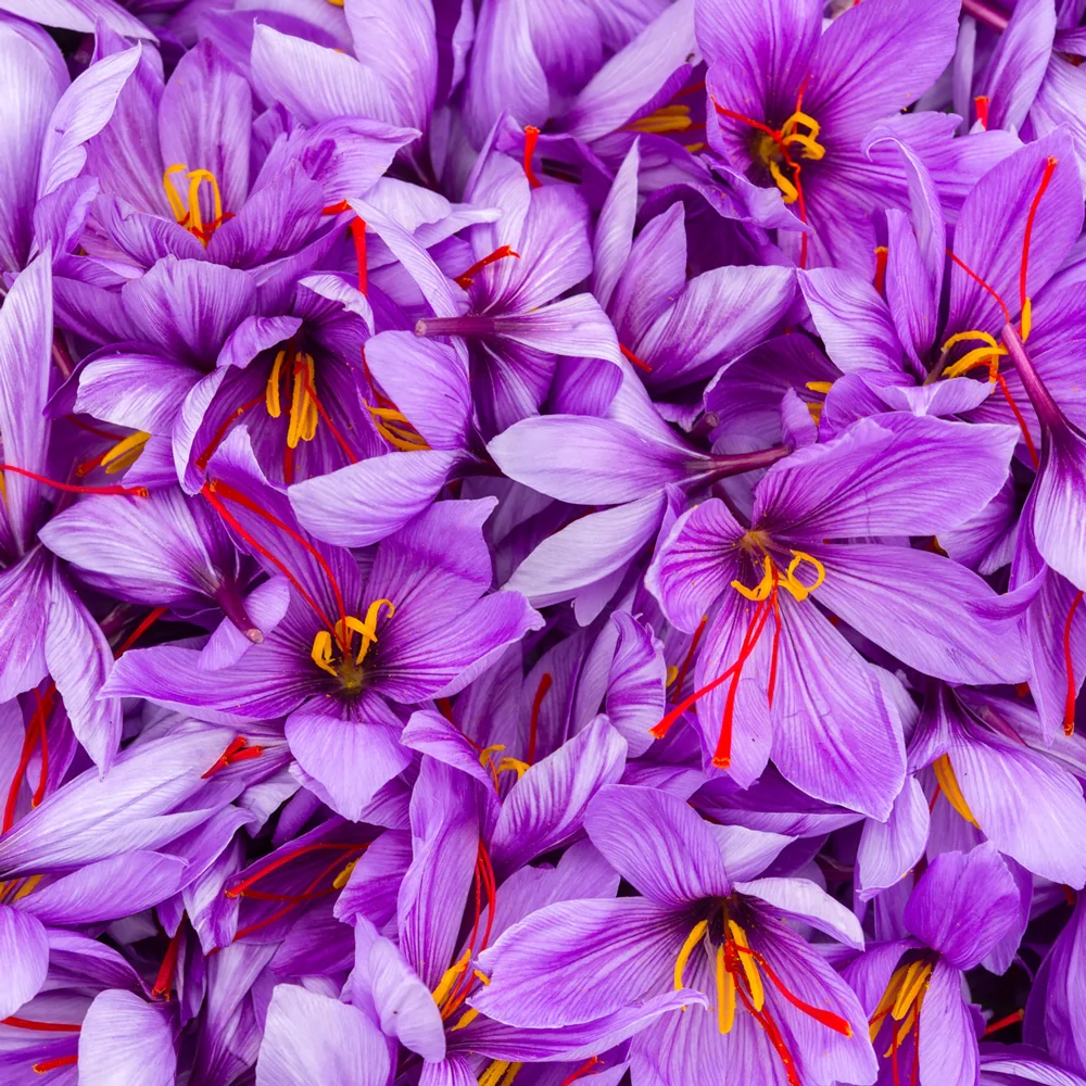 Saffron Crocus - Image 3