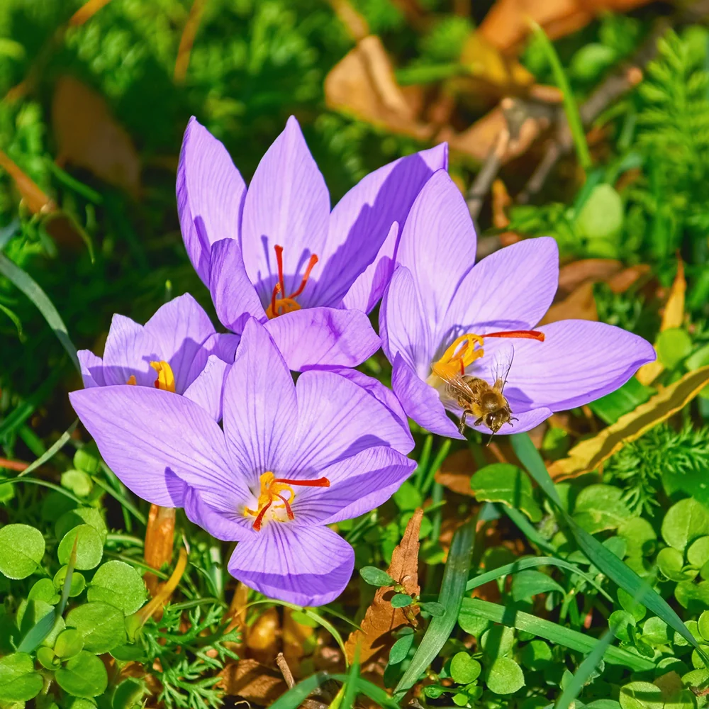 Saffron Crocus - Image 4