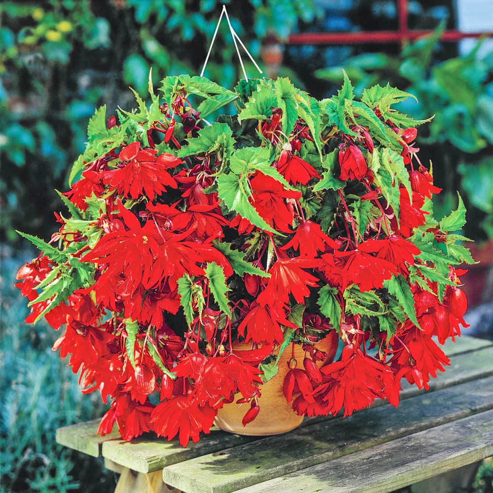Double Hanging Basket Begonias Scarlet - Image 3