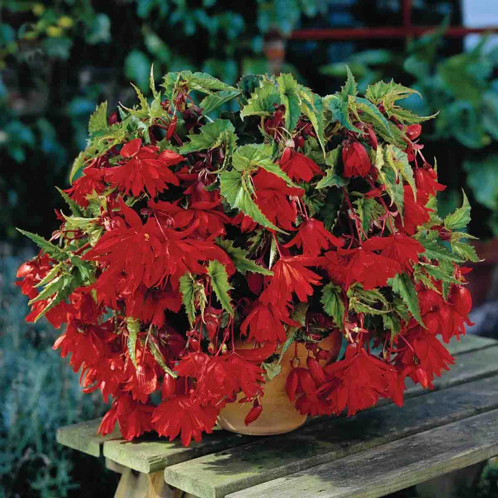 Double Hanging Basket Begonias Scarlet - Image 4