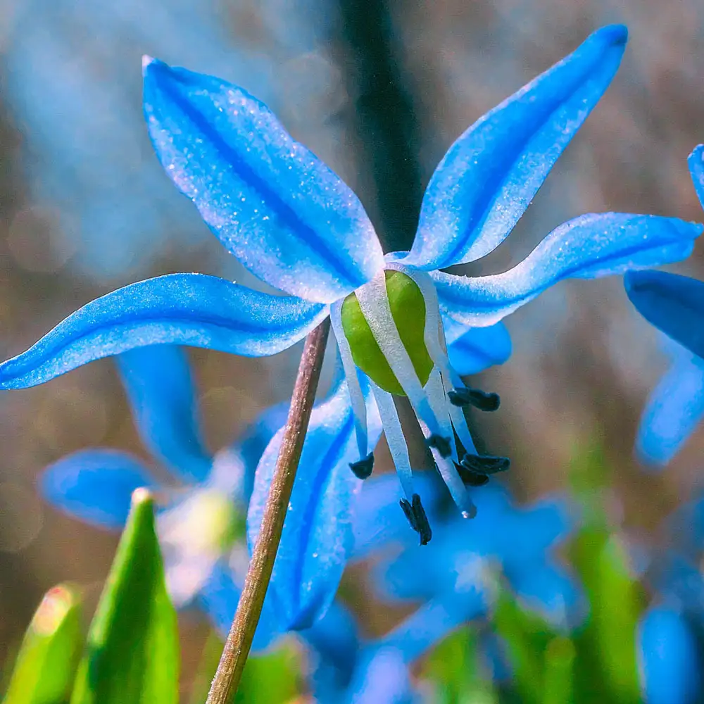 Scilla siberica (Siberian Squill) - Image 3