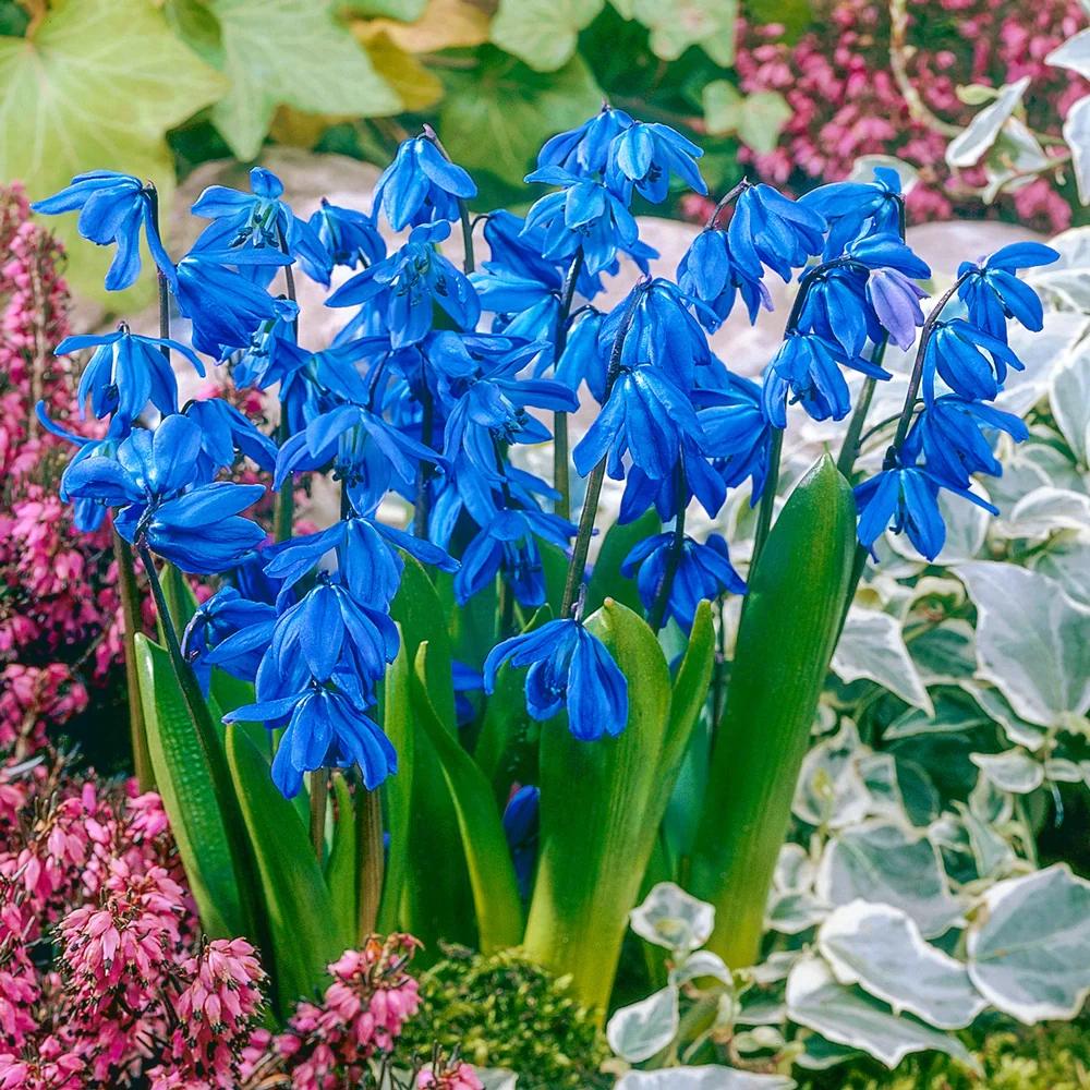Scilla siberica (Siberian Squill) - Image 4