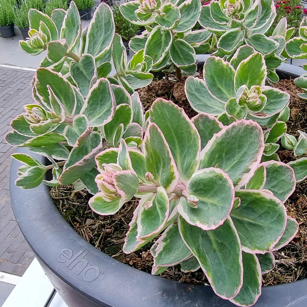 Sedum La Vie en Rose - Image 2