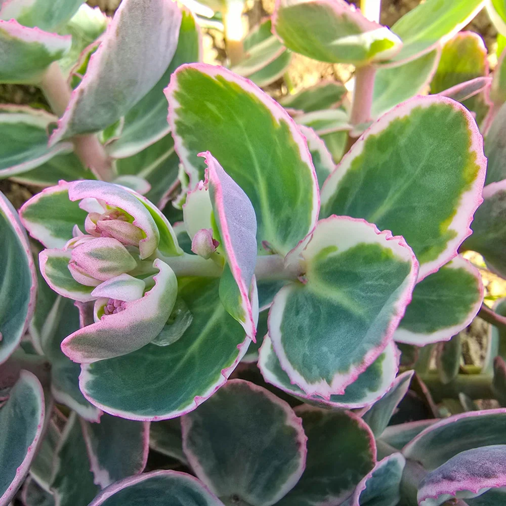 Sedum La Vie en Rose - Image 3
