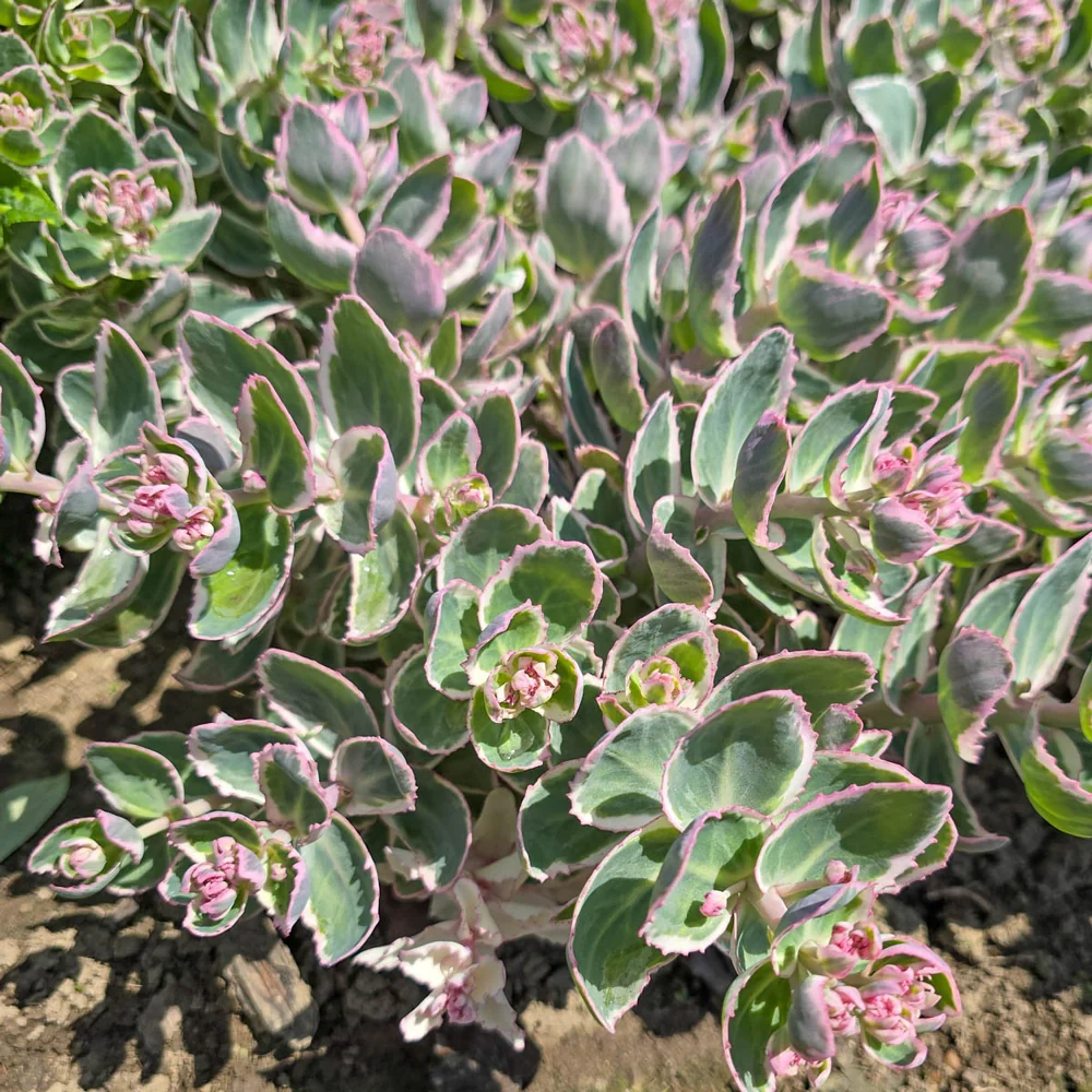 Sedum La Vie en Rose - Image 4