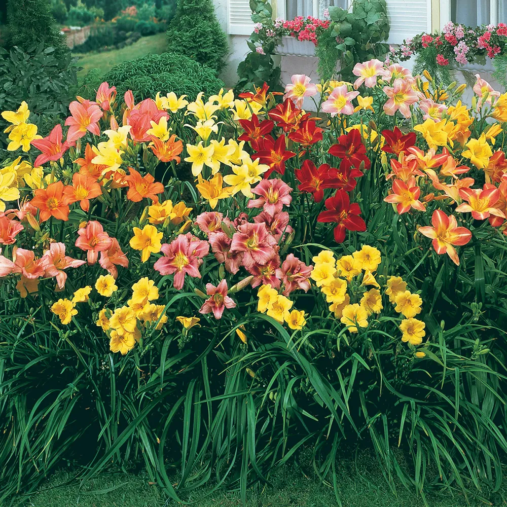 Select Daylily Mixture