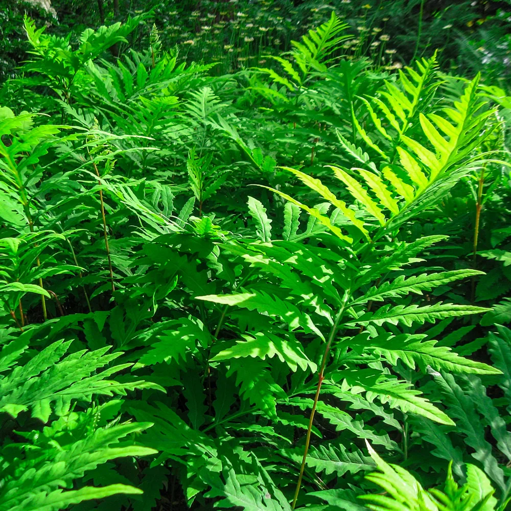 Sensitive Fern