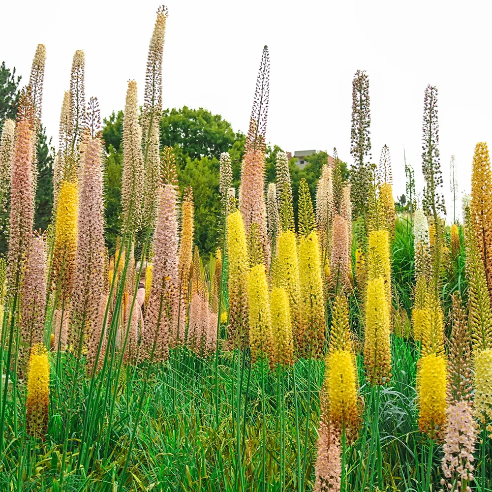 Eremurus Shelford Hybrids Mixed - Image 2