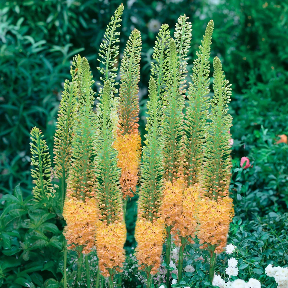 Eremurus Shelford Hybrids Mixed - Image 4