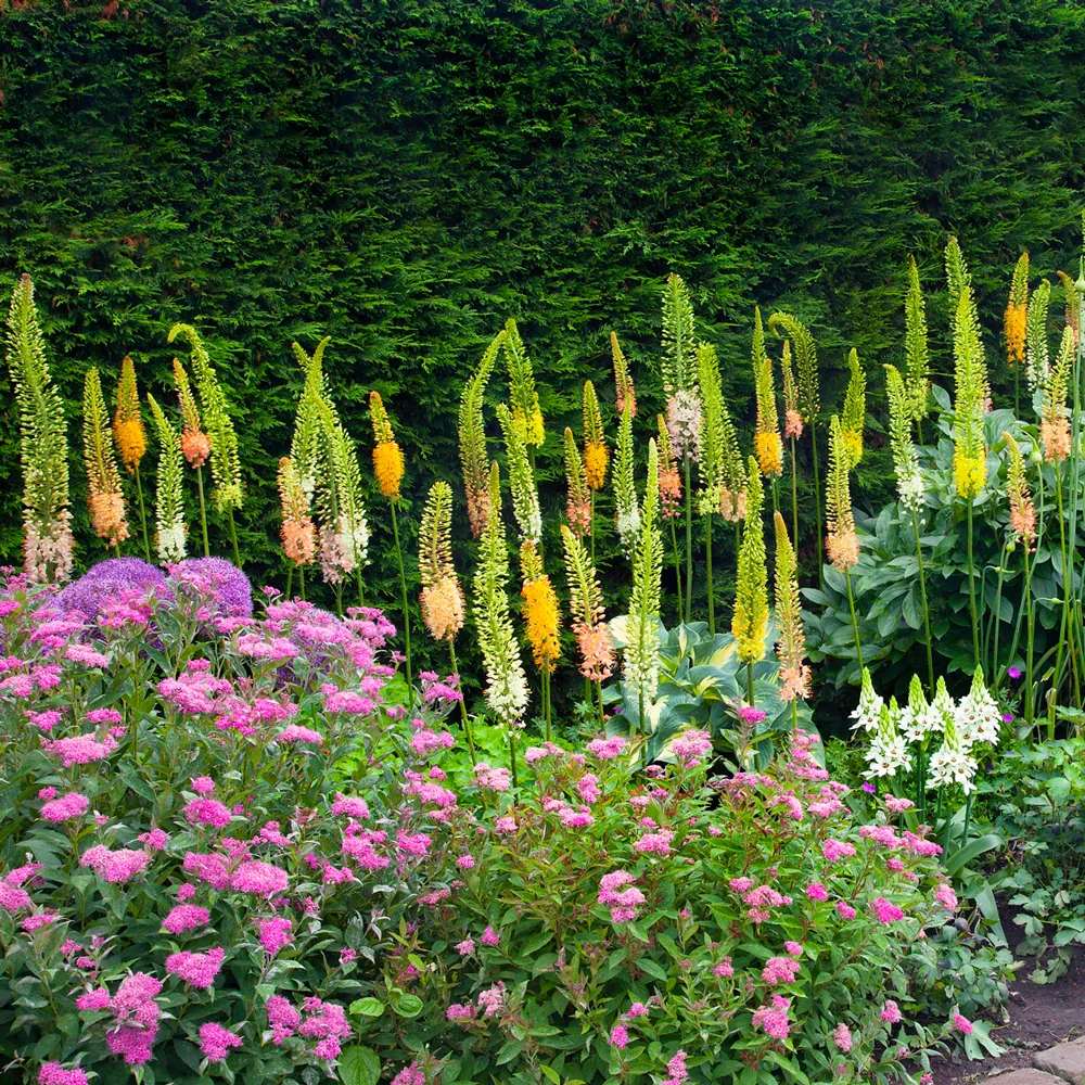 Eremurus Shelford Hybrids Mixed - Image 5