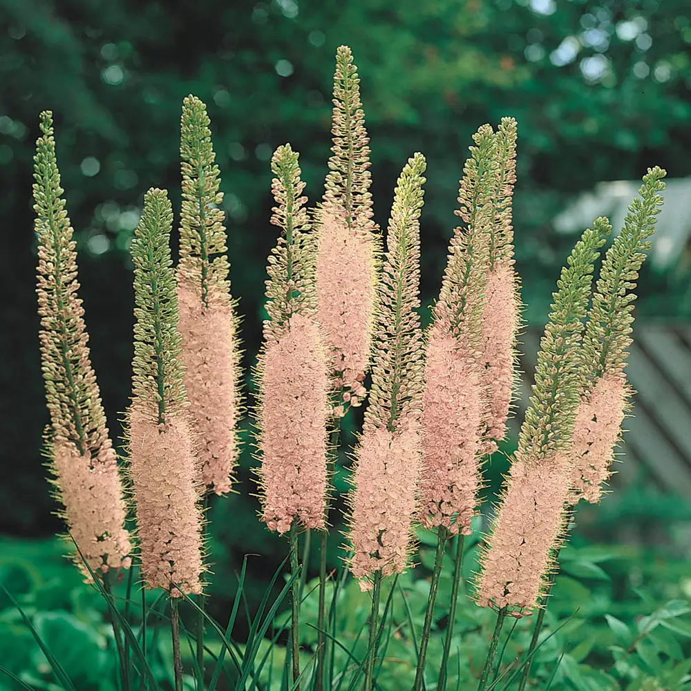 Eremurus Shelford Pink - Image 2