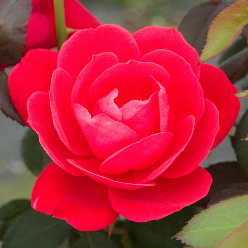 Double Knock Out Shrub Rose - Image 4