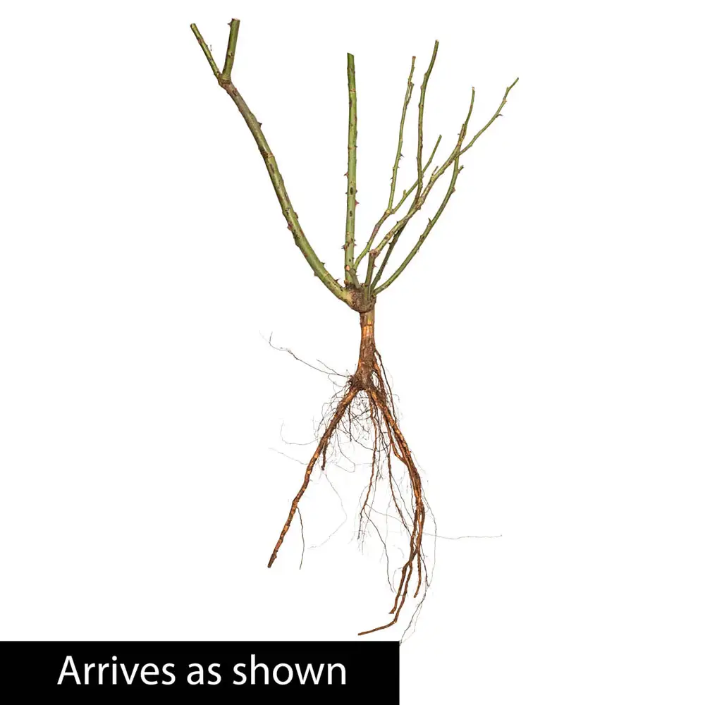 Double Knock Out Shrub Rose - Image 5