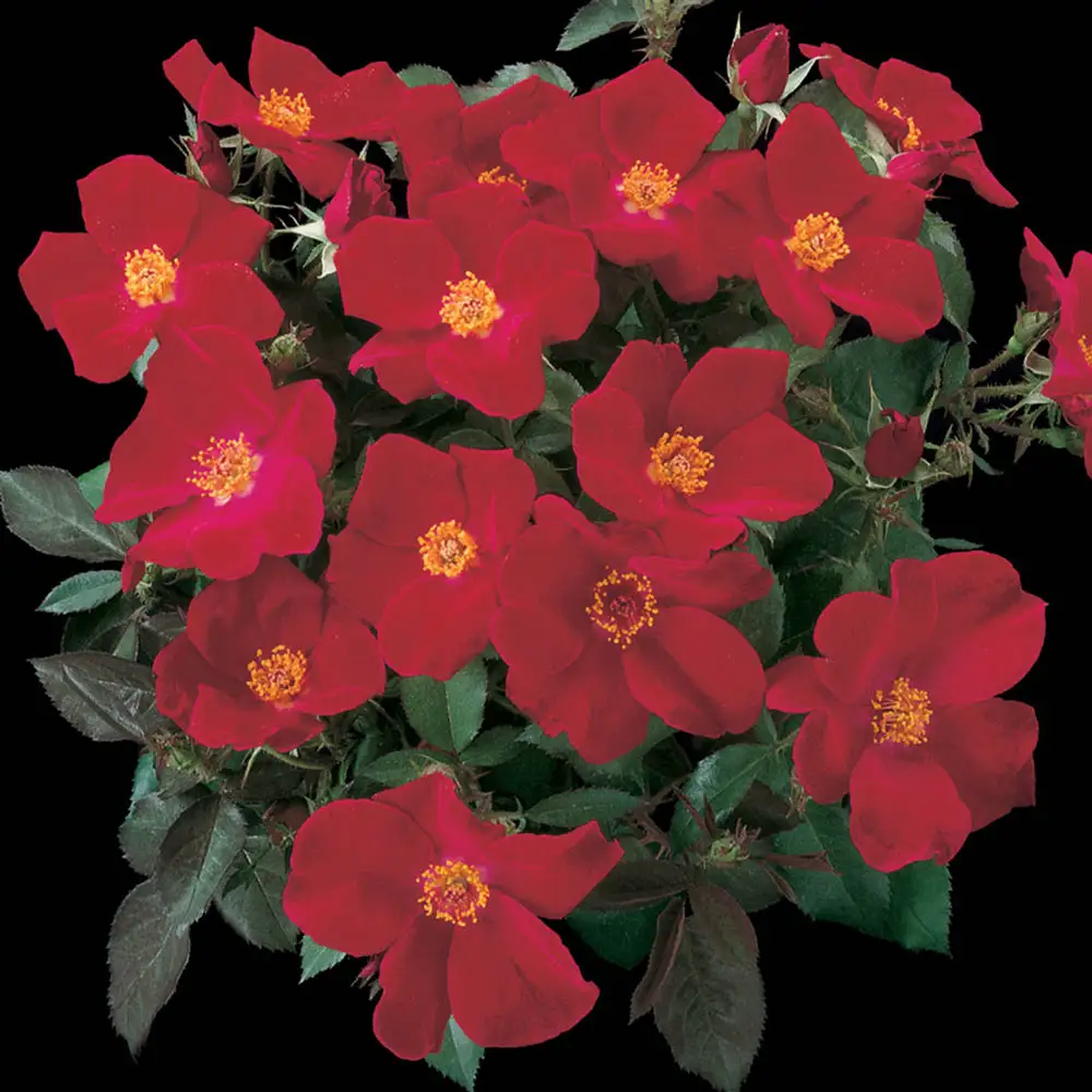 Shrub Rose Home Run® - Image 2
