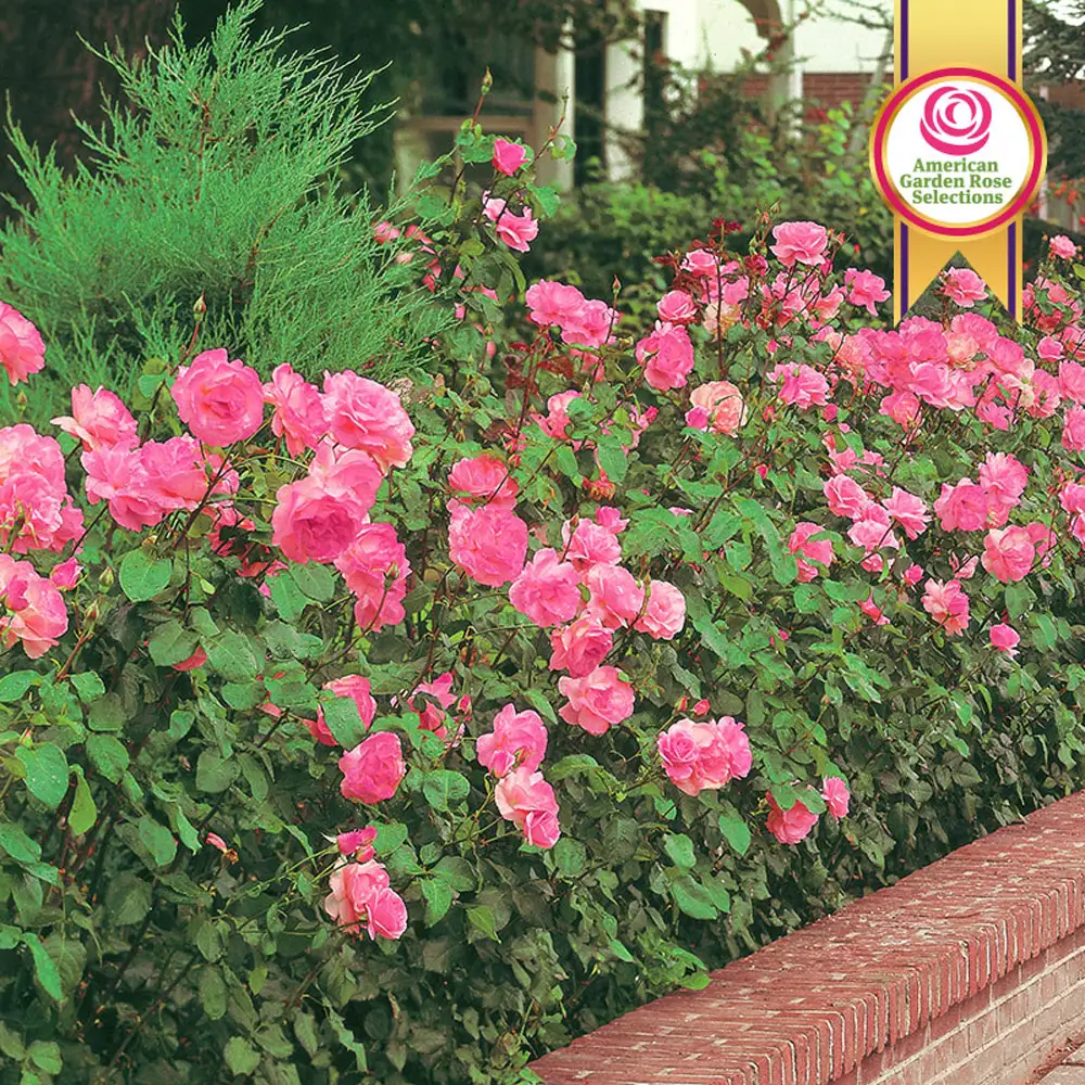 Pink Freedom™ Shrub Rose