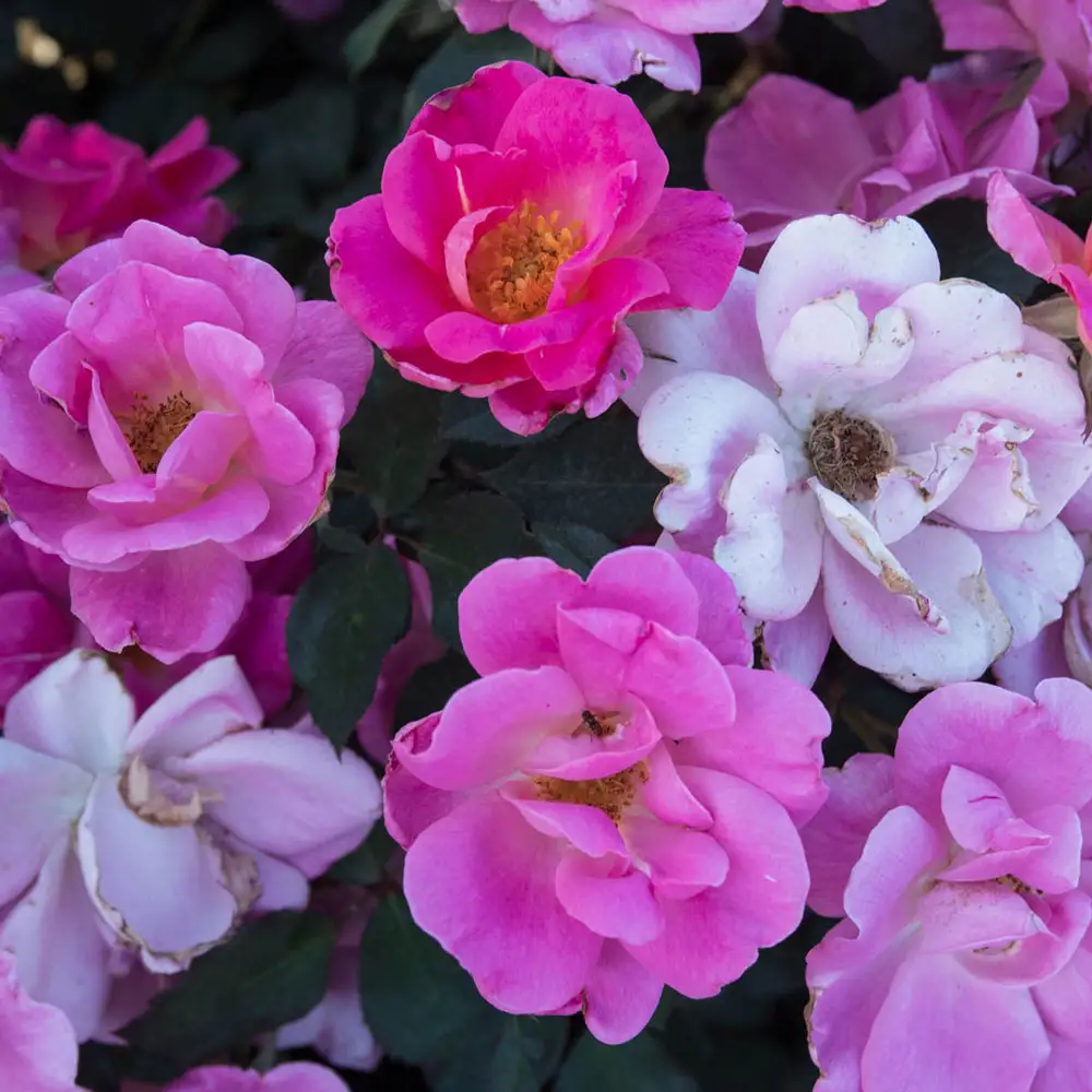 Pink Freedom™ Shrub Rose - Image 3